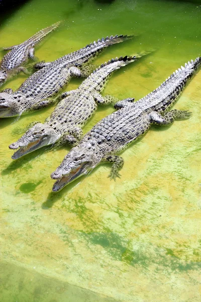Crocodili — Fotografie, imagine de stoc