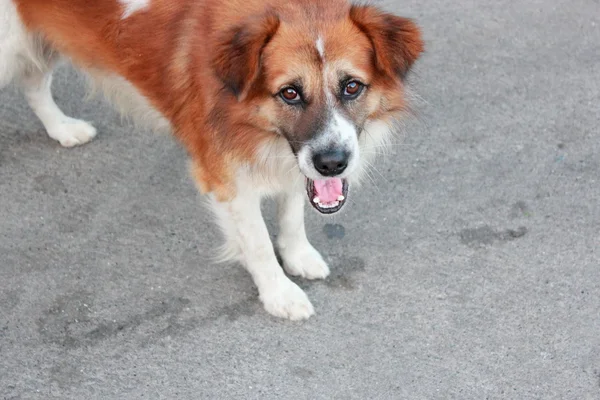 stock image Thai dog on the street