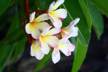 Frangipani çiçekler