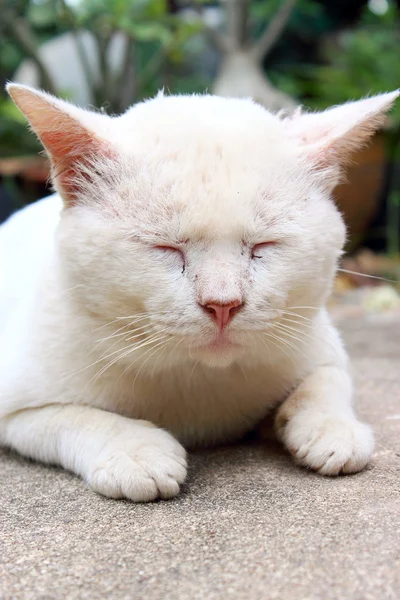 タイの猫 — ストック写真