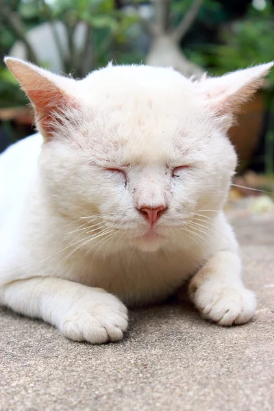 타이어 고양이 — 스톡 사진