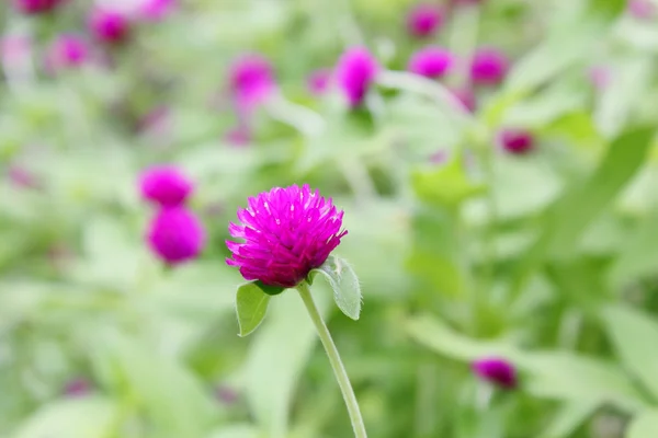 美しい紫色の花、グローブ アマランス — ストック写真