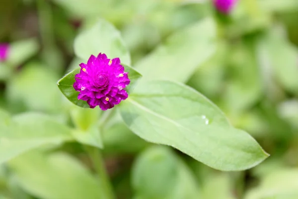 美しい紫色の花、グローブ アマランス — ストック写真