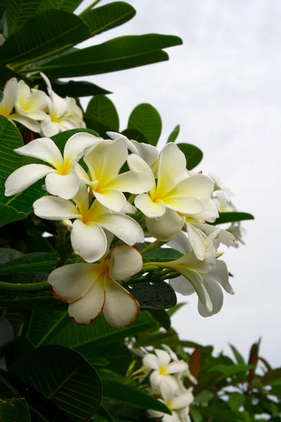 Gele geurige plumeria bloem — Stockfoto
