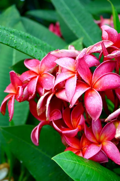 Frangipani bloemen — Stockfoto