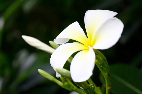 Gele geurige plumeria bloem — Stockfoto