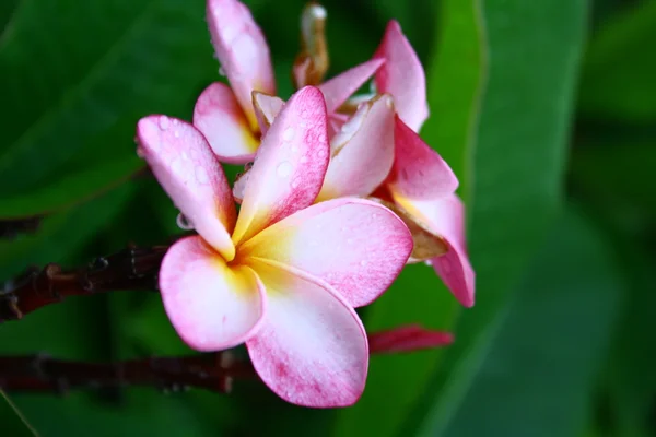 Frangipani flowers — Stock Photo, Image