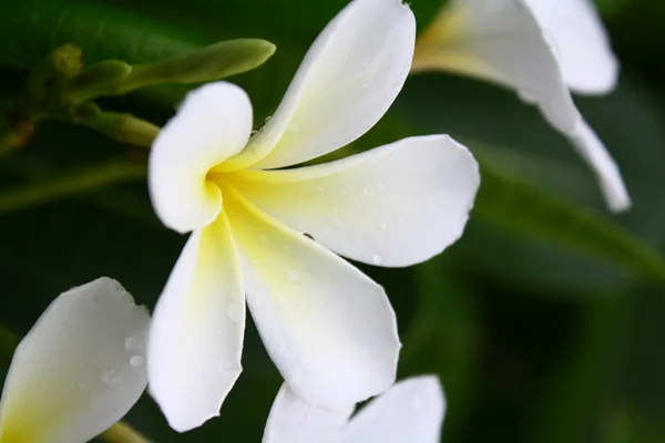 Doftande gula plumeria blomma — Stockfoto