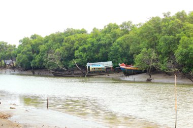 Mangrove Ormanı