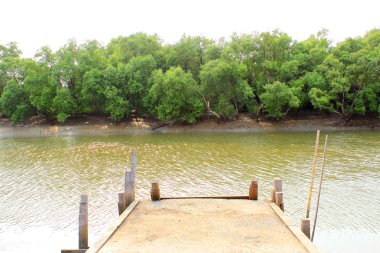 Mangrove Ormanı