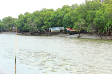 Mangrove Ormanı