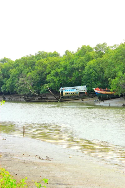 stock image Mangrove forest