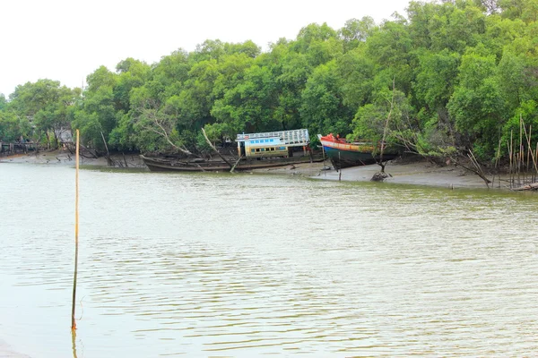 Mangrovový les — Stock fotografie
