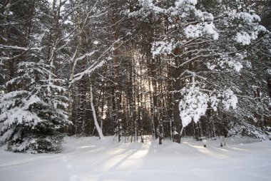 Kışın orman