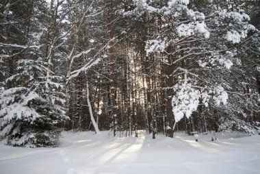 Forest in winter clipart