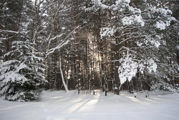 stock image Forest in winter