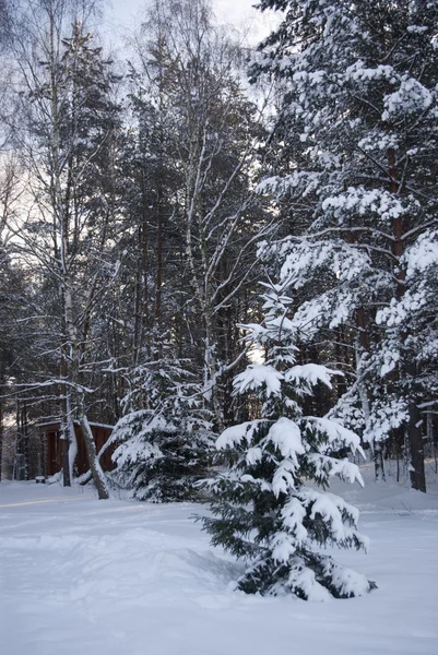 Zima świerk frorest landsacpe — Zdjęcie stockowe