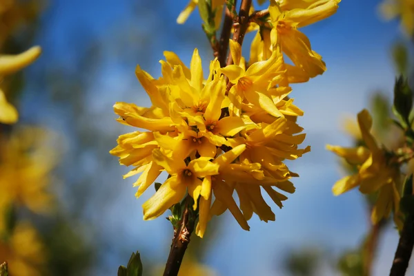 Forsythia bush flowers 1 — Stock Photo, Image