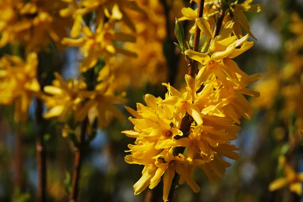 Forsythia bush flowers 2 — Stock Photo, Image