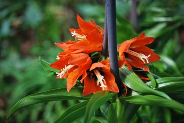 Fritillaria imperialis Aurora 2