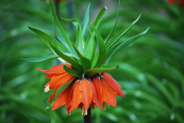 Fritillaria imperialis Aurora 3