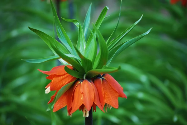 Fritillaria imperialis Aurora 3 — Foto de Stock