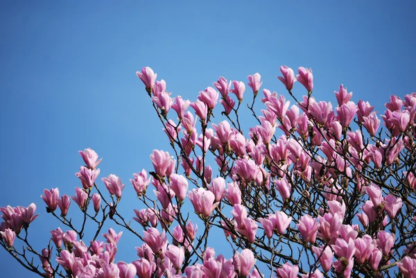 Pink flower tree — Stock Photo, Image