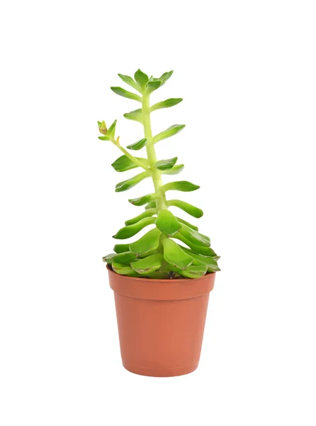 Succulente installatie gewone — Stockfoto