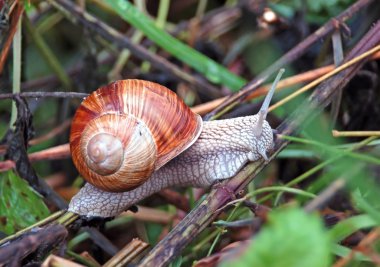 Bahçe salyangoz (Helix aspersa)