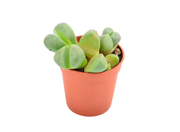 stock image Succulent plant Lithops