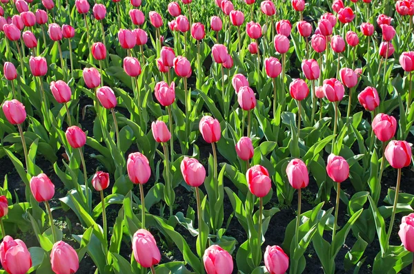 Тюльпани поле — стокове фото