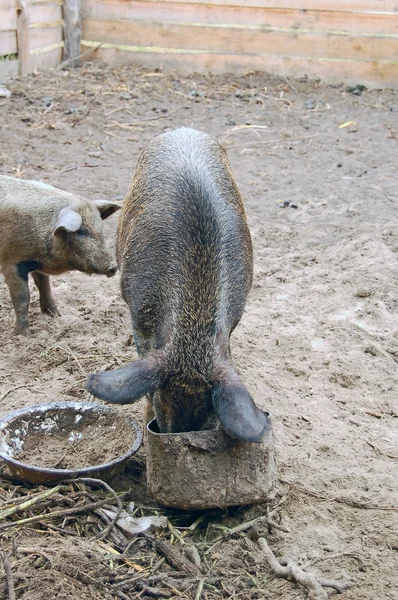 Domestication wild boar feeding — Stock Photo, Image