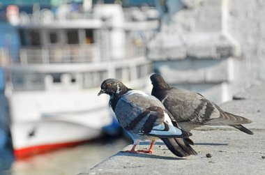 Güvercin Harbor