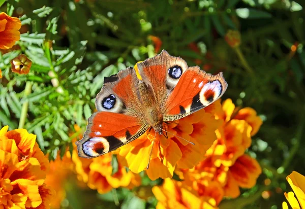 Motyl europejski (Inachis io)) — Zdjęcie stockowe