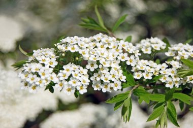 Spiraea clipart