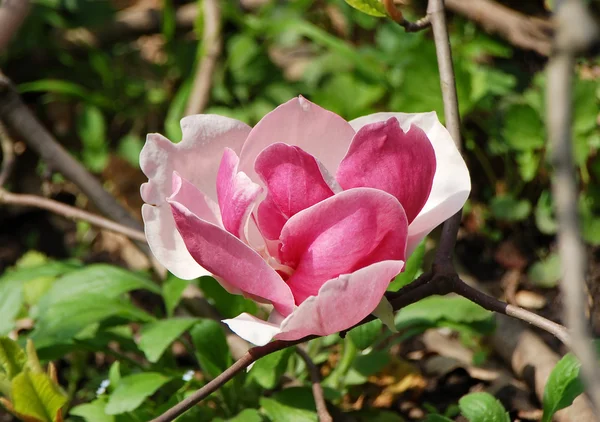 Magnolia merah muda mekar — Stok Foto