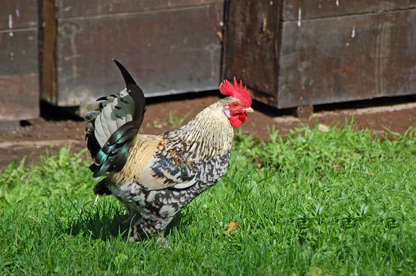 Beautiful hen — Stock Photo, Image