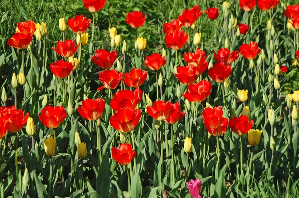 Tulpen veld Stockfoto