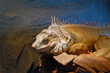 Yeşil iguana