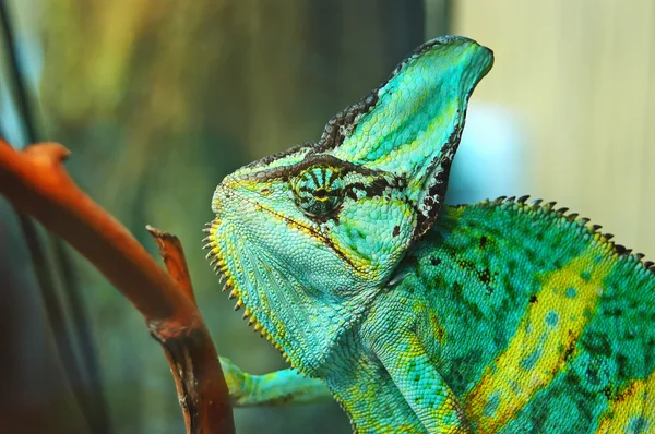 stock image Green chameleon