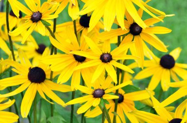 Elması veya girasol (gündöndü tuberosus)