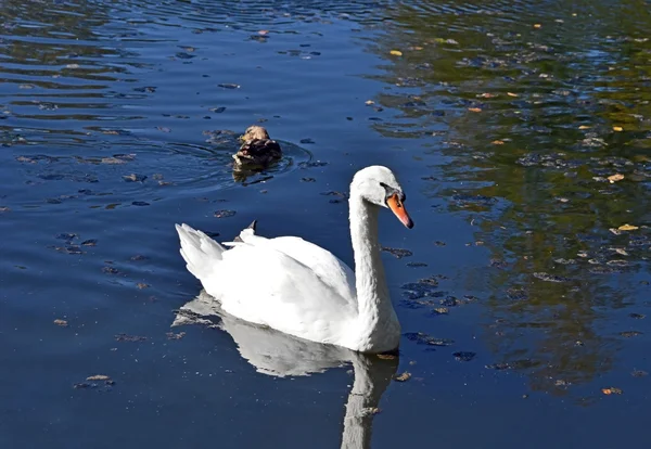 Cisne blanco en un lago — Foto de Stock