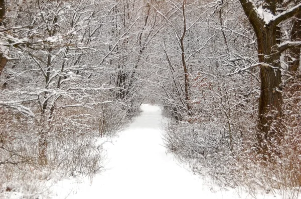 stock image Winter forest road