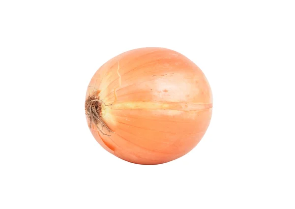 Ώριμα πολλαπλασιαστή κρεμμύδι — Φωτογραφία Αρχείου