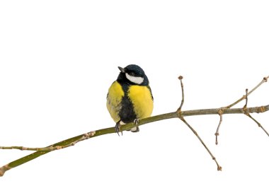 Titmouse on branch clipart