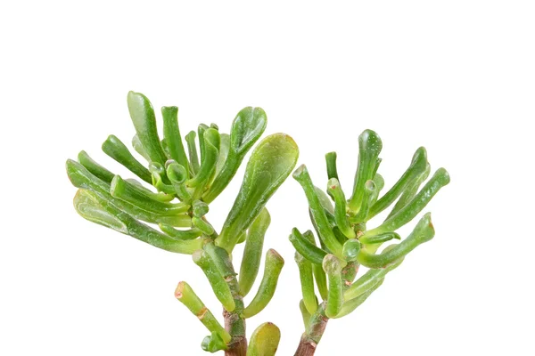 Crassula helmsii Kirk (Tillaea) — Fotografia de Stock
