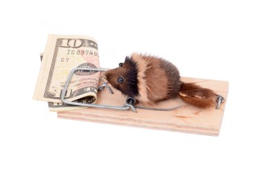 Mouse and money in tap clipart