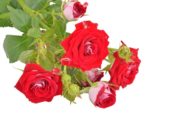 Rose flowers on white Stock Image