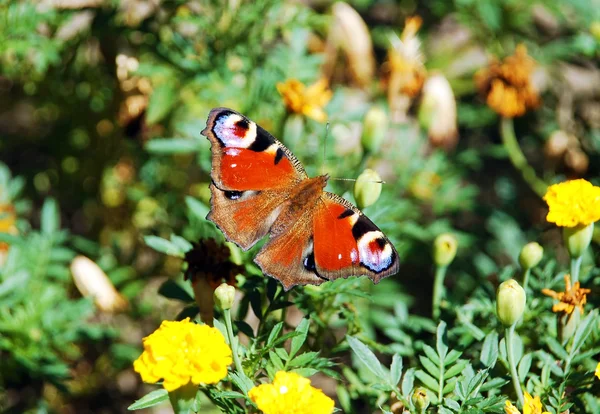 ヨーロッパの孔雀蝶(Inachis io) — ストック写真