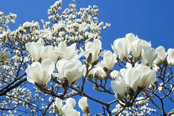 stock image White magnolia blossom